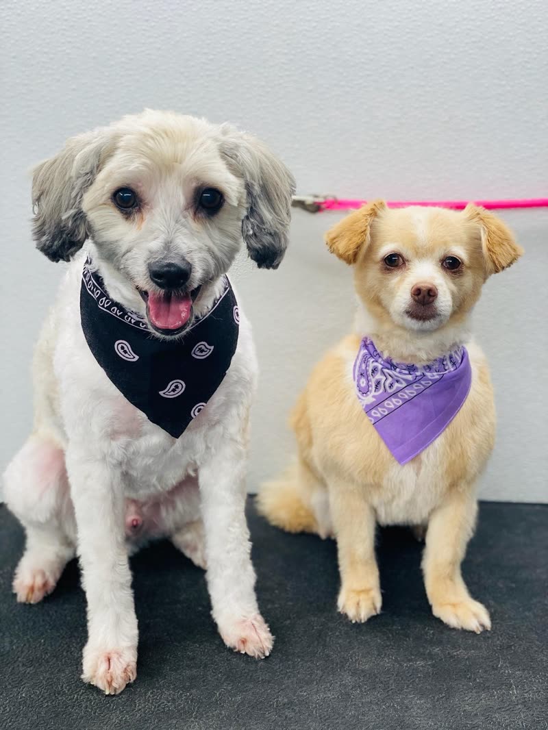 Two freshly groomed small dogs in bandanas sitting side by side