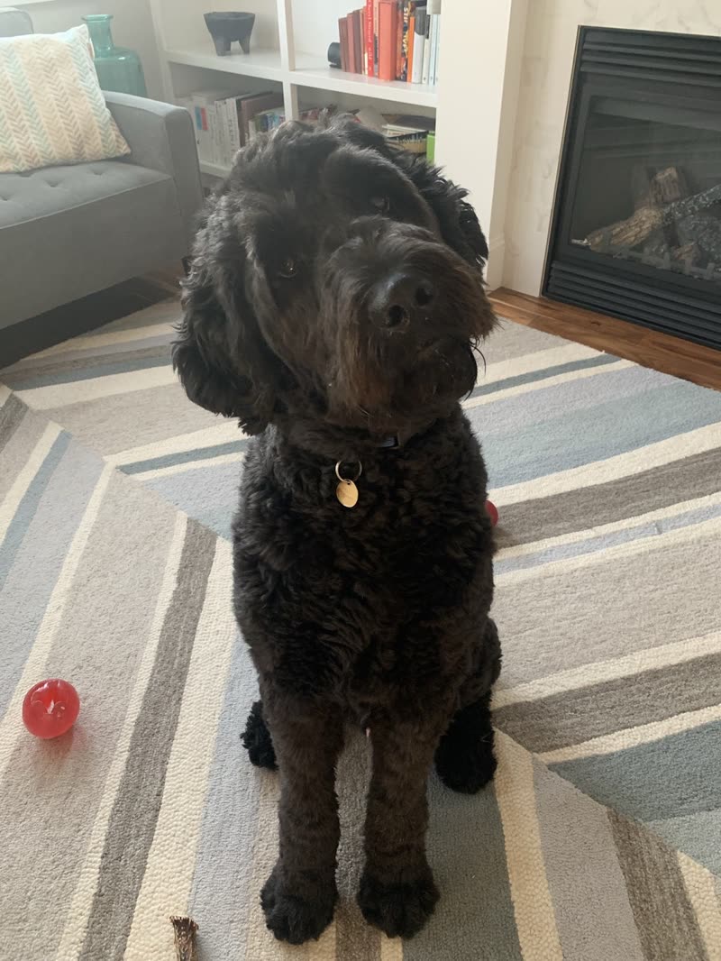 Black labradoodle with a freshly fluffed coat sitting on a striped rug beside a fireplace