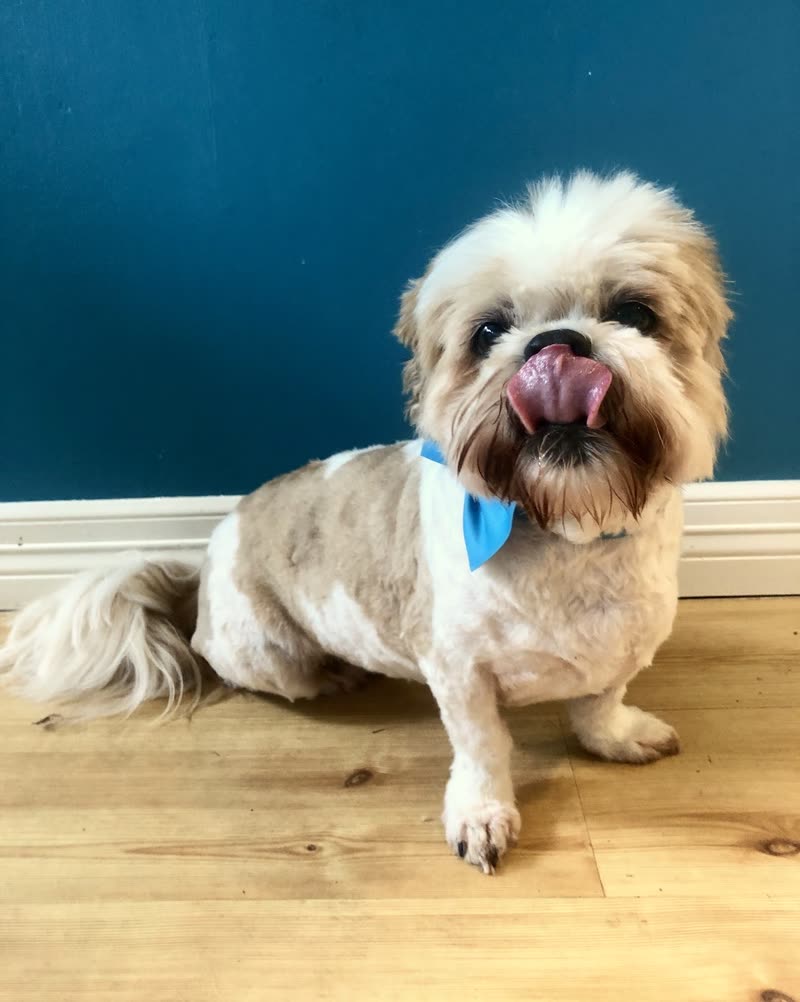 Groomed Shih Tzu in a blue bandana standing on a wood floor against a teal wall