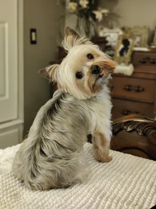 Freshly trimmed Yorkshire terrier sitting on a cream rug after a full groom