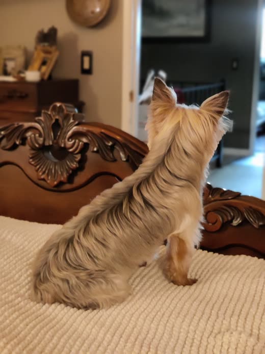 Rear view of a small terrier showing a neatly scissored back and tail