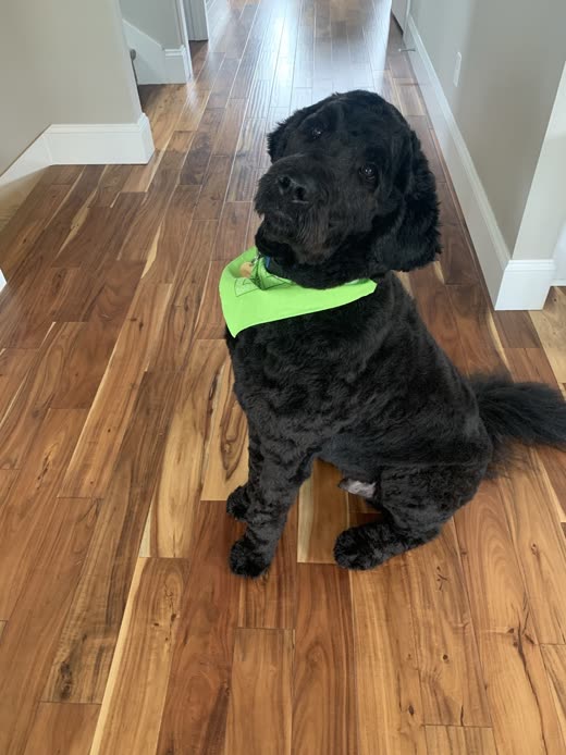 Black poodle-type dog in a green bandana on a sunlit hardwood floor