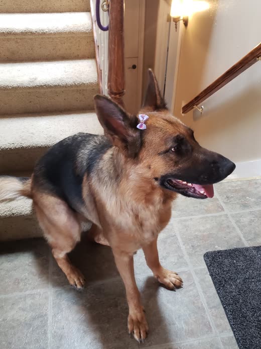 Large German Shepherd mix standing at the foot of a staircase with a bow in its coat