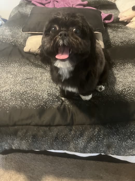 Dark Shih Tzu lying on a bed with its tongue out, close to the camera